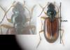 Bembidion testaceum